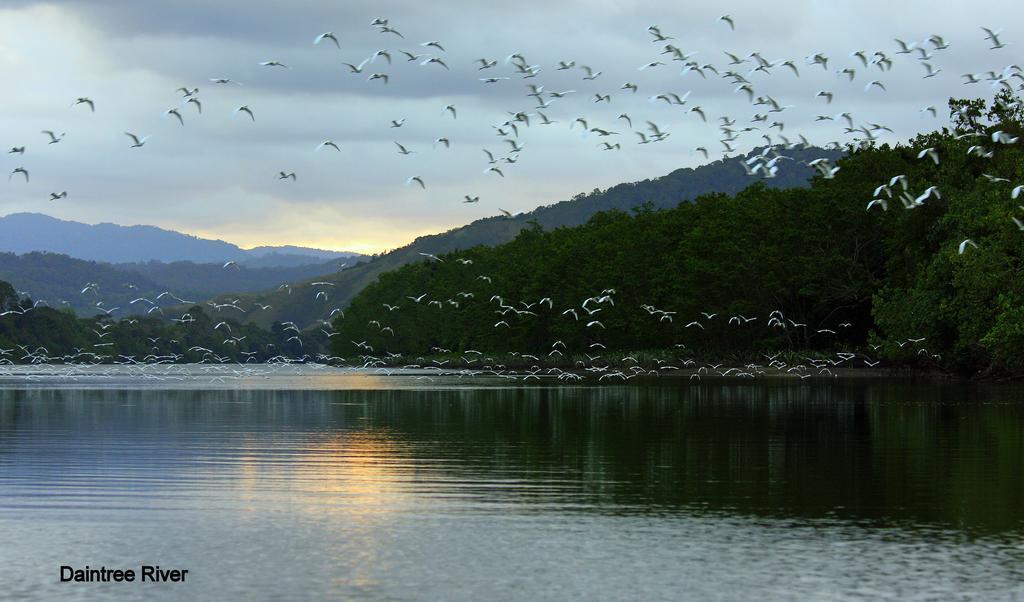 Daintree Riverview Lodges Εξωτερικό φωτογραφία